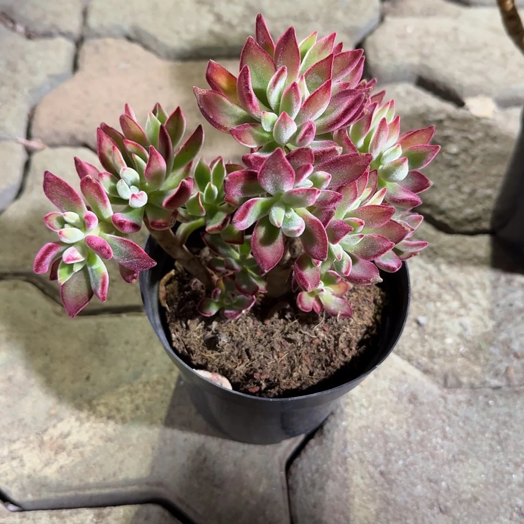 景晃星多肉植物精品