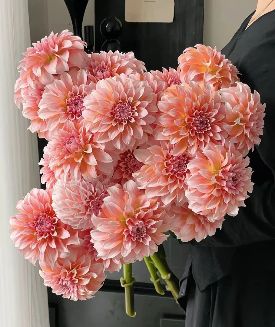 奶油桃子大丽花橘粉加奶黄发货微开云南昆明鲜花