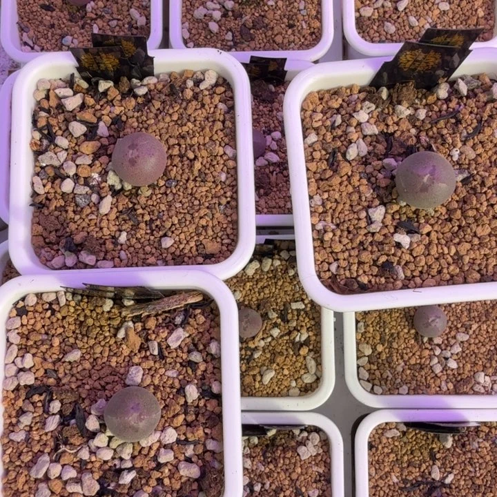 晨*韩国大眼睛 wtt 12-4-L36