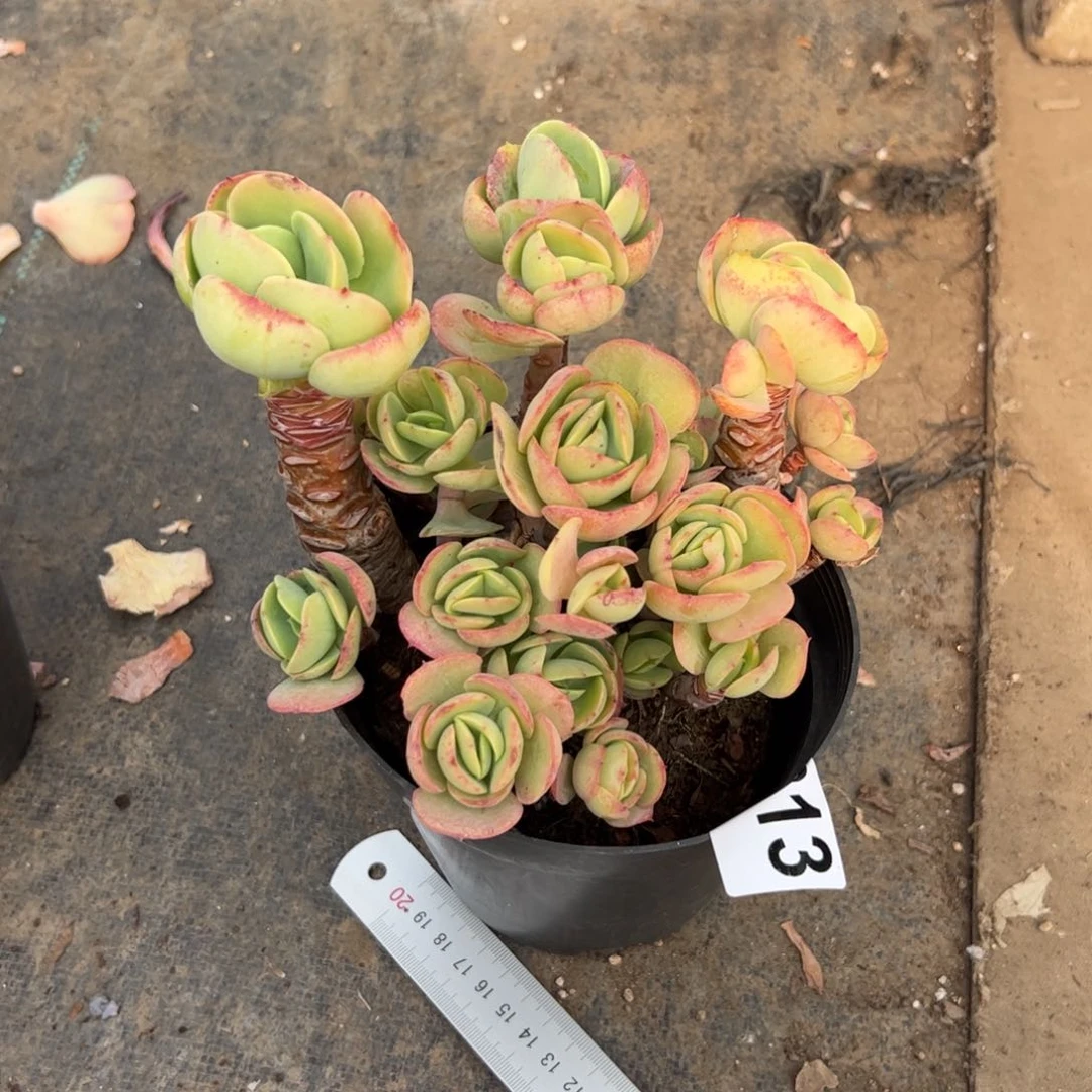 #*313 多肉植物组合盆栽