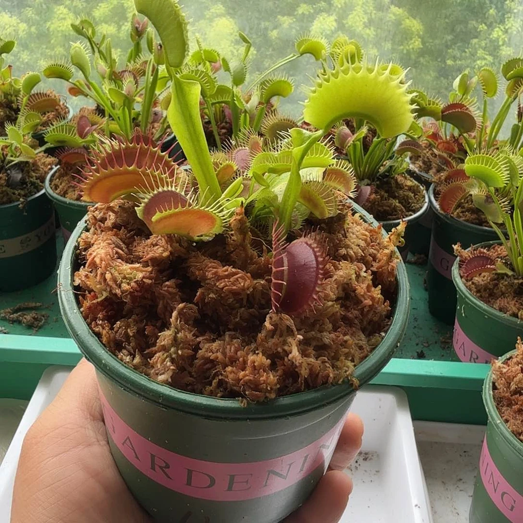 无花朵114特价福利捕蝇草