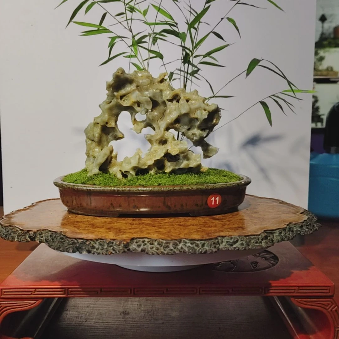 隔***王无花朵盆景，内门竹，玉玲珑