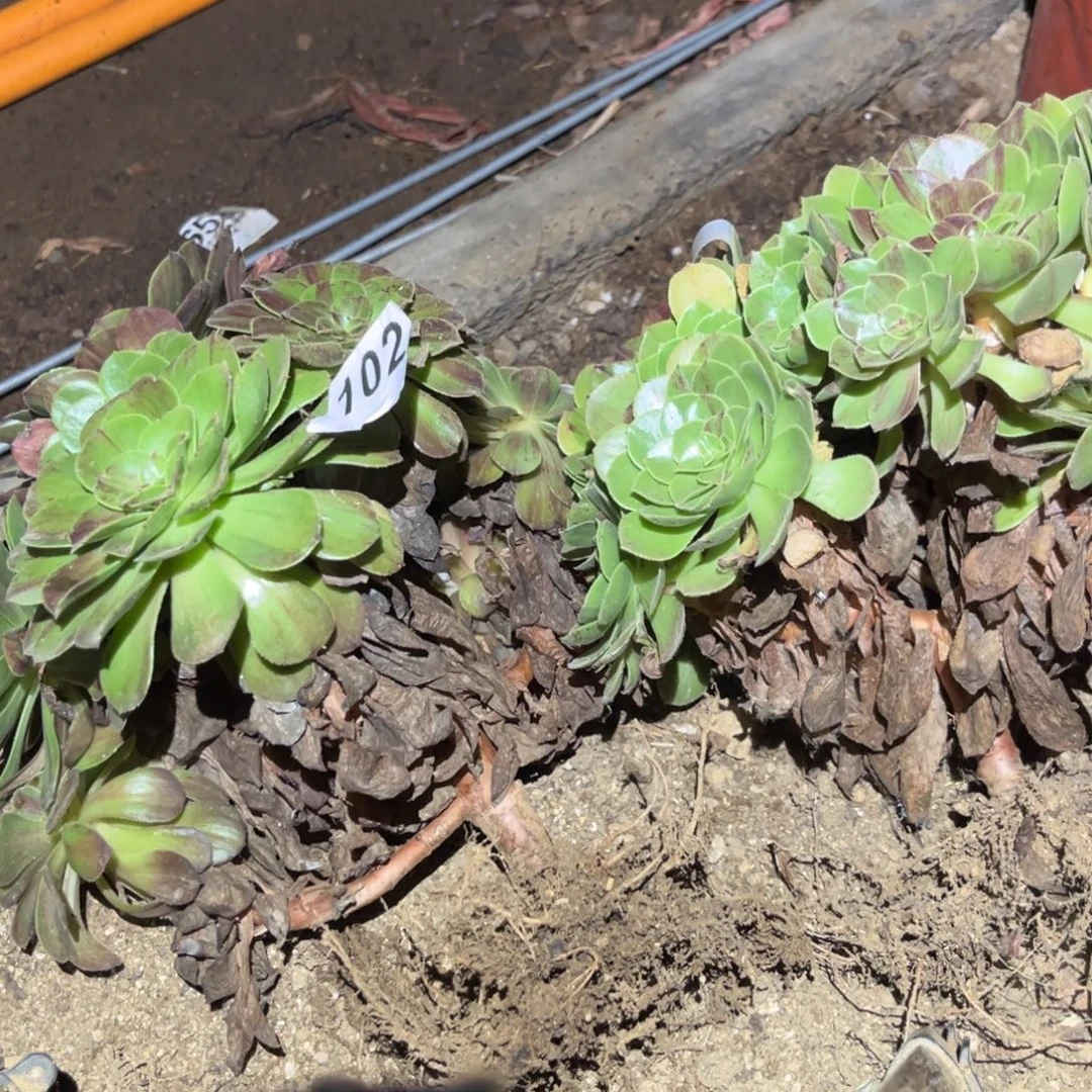 花月夜两颗多肉法师102