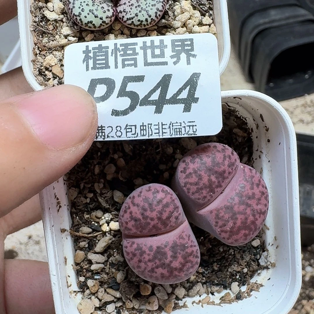 多肉植物的润泽地方