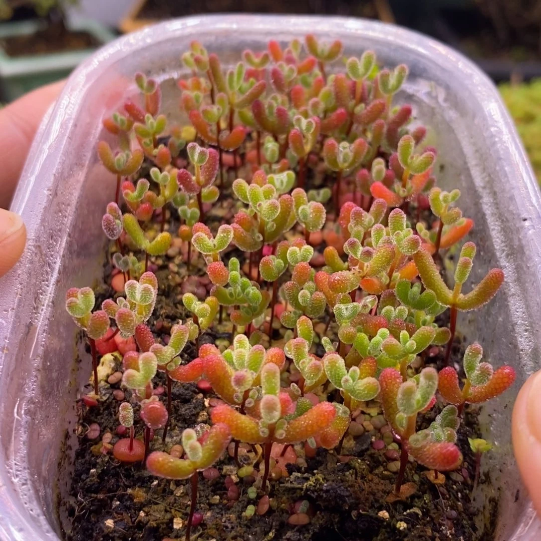 450混合切糕。 10个品种。