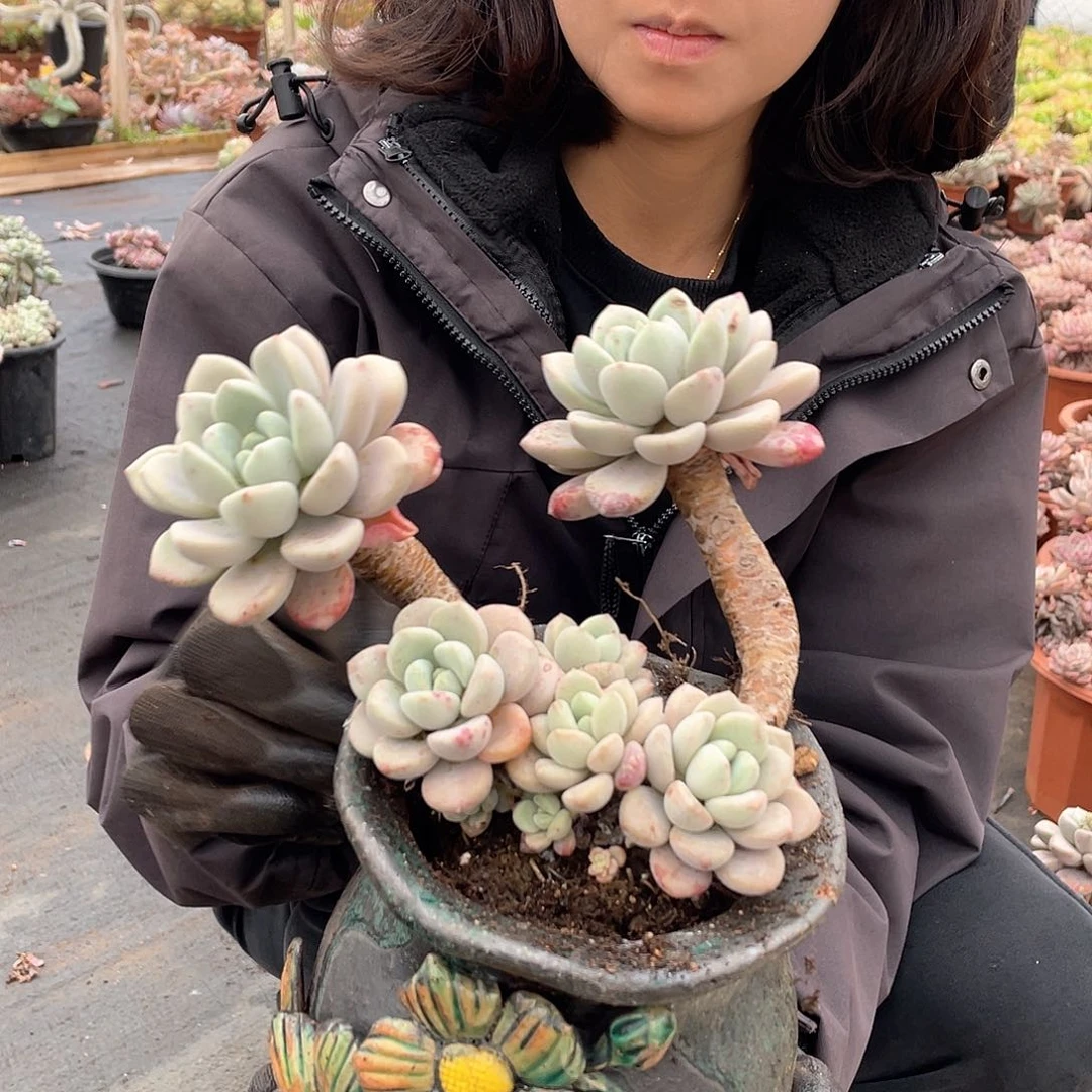 花瓣鹿9.9米 量拍多肉