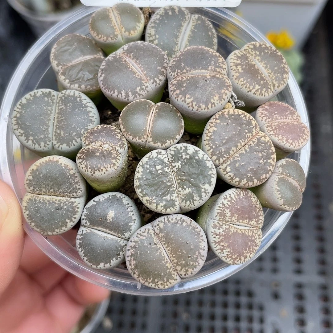 2190000000花花花花花花花花花