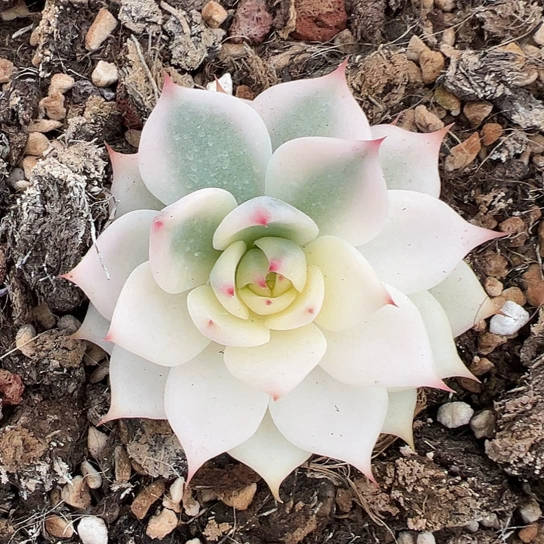 花*子吉娃娃锦，半覆轮锦