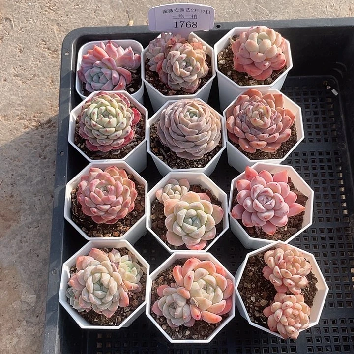 薇薇安园艺多肉1768