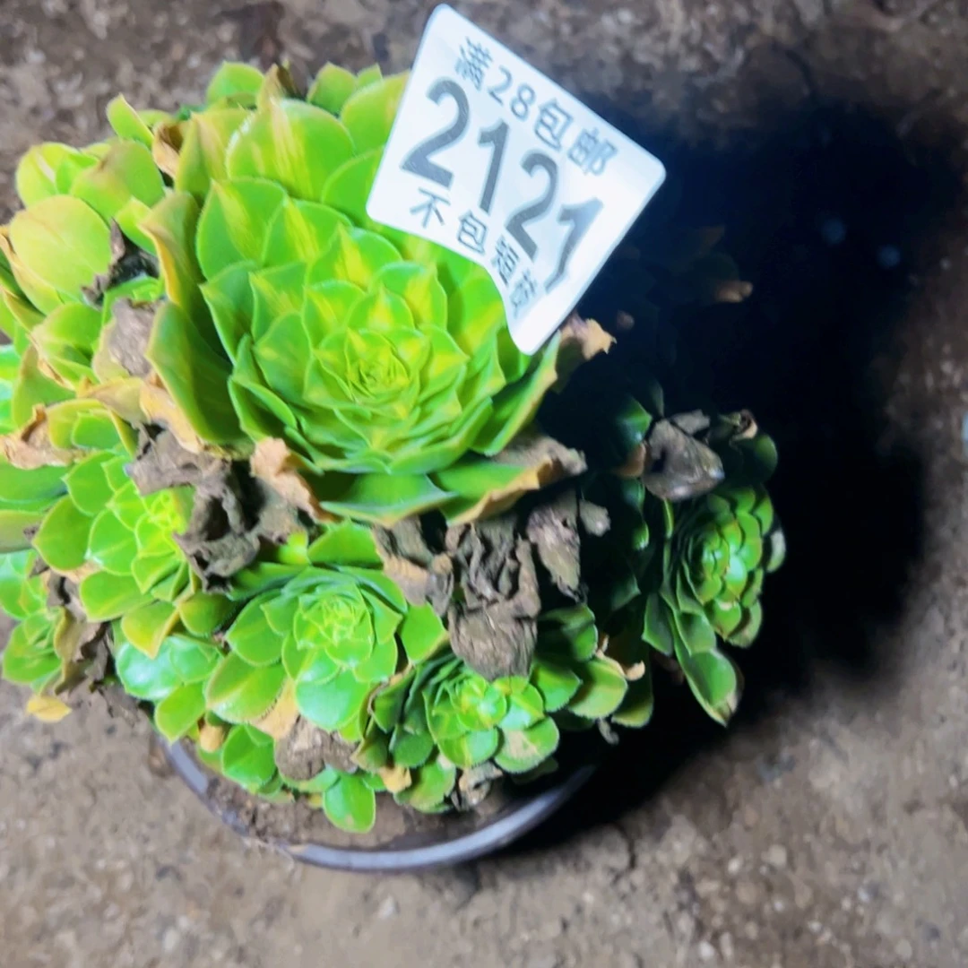 2121琉璃多肉植物法师