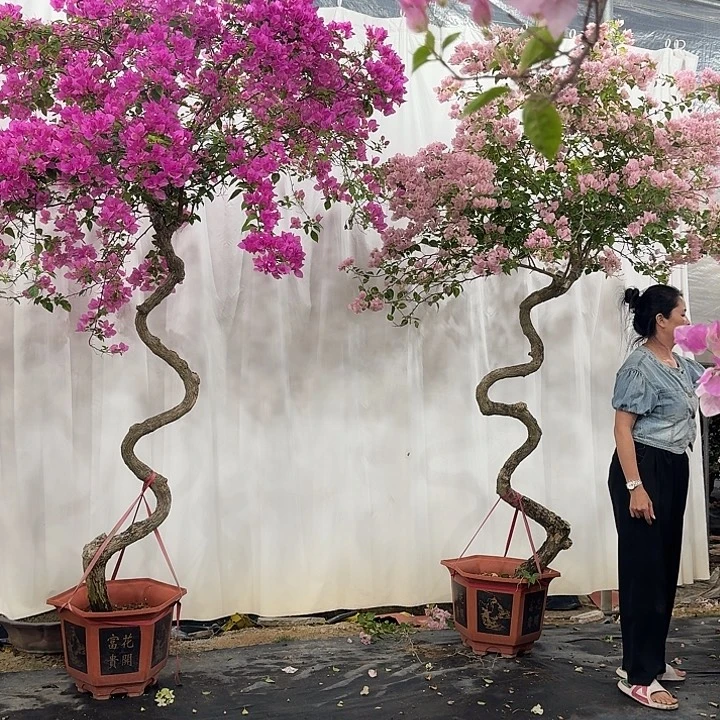 全部花朵红樱三角梅花花花