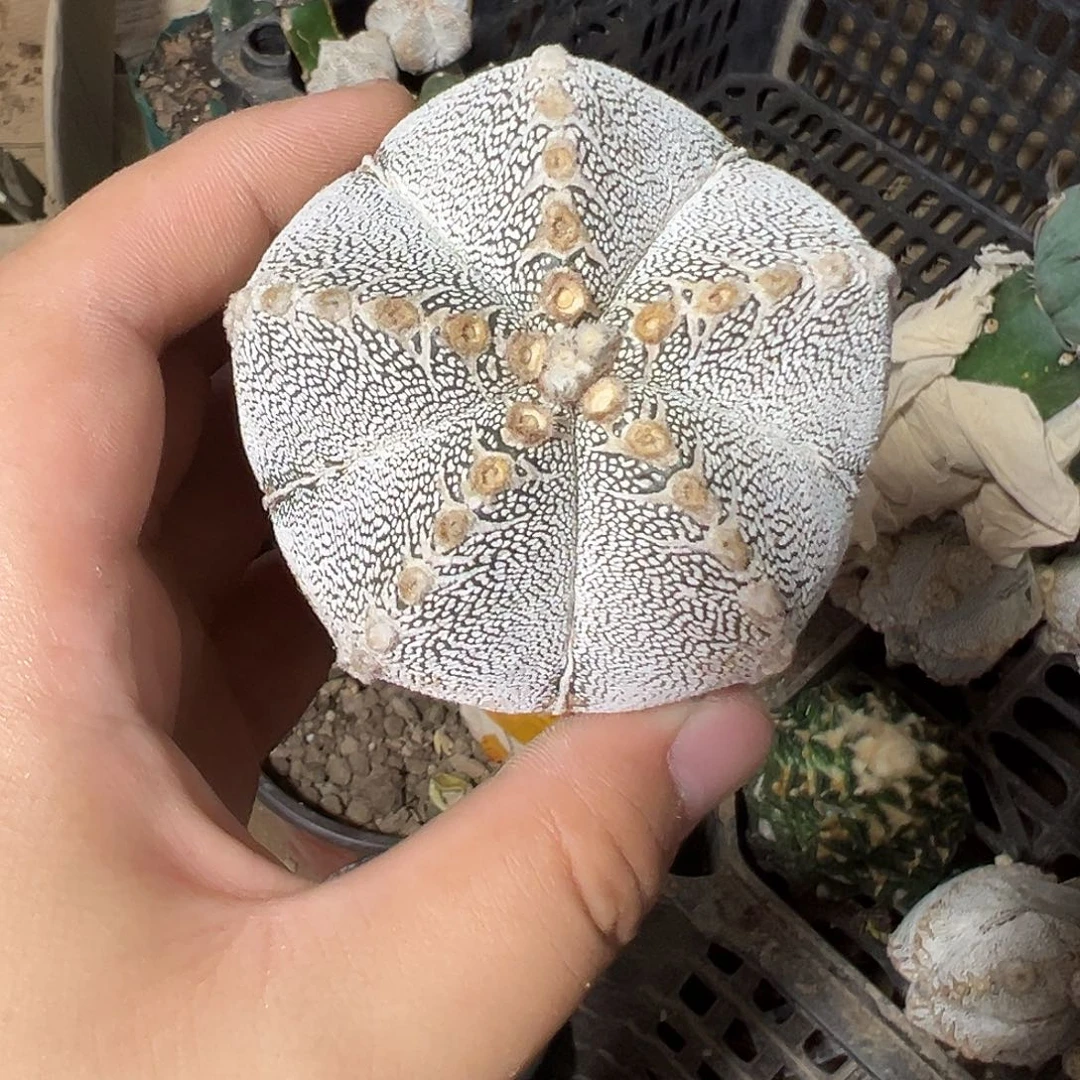 骗***子恩冢仙人球一个开花