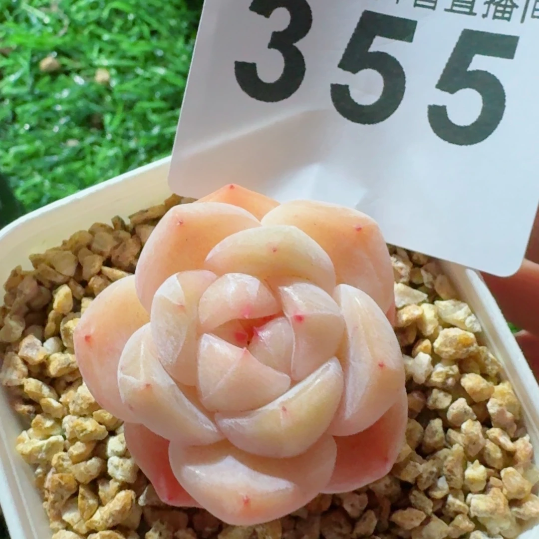 玉玺         精品多肉