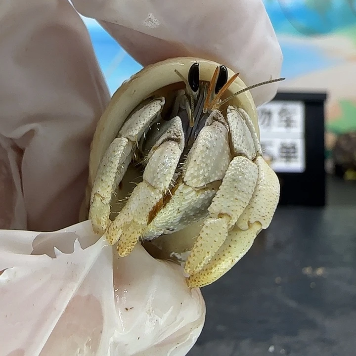 A56马岛灰白1.4cm口径