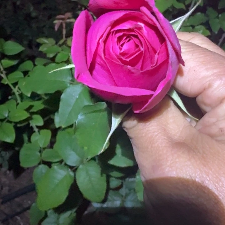 无花朵甜樱桃裸根