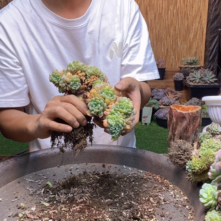 安***儿77 号白胖子多肉植物