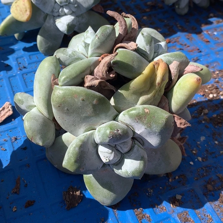 甜****y拇指，2月8日发货