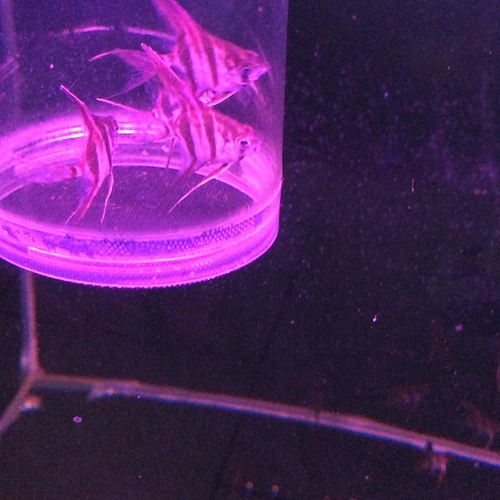 海水圣菲福利小埃及神仙鱼