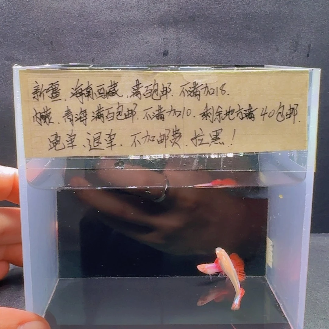 孔雀鱼爱尔银红尾一对