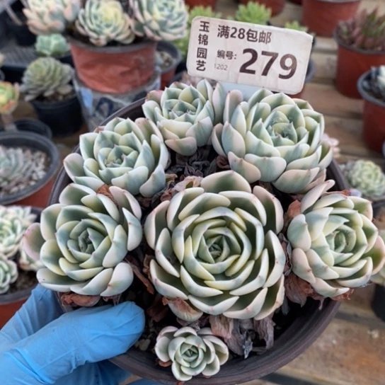 279一一一一一一一一一