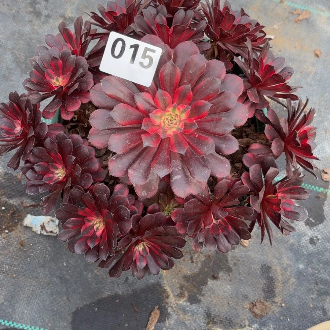 015黑白多肉植物福利