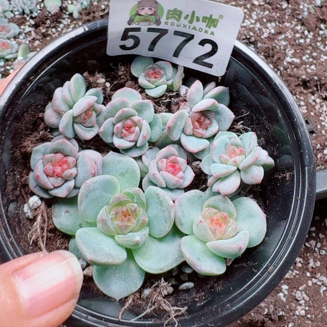 多肉植物多肉植物