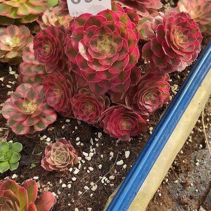 精品多肉植物897倾城