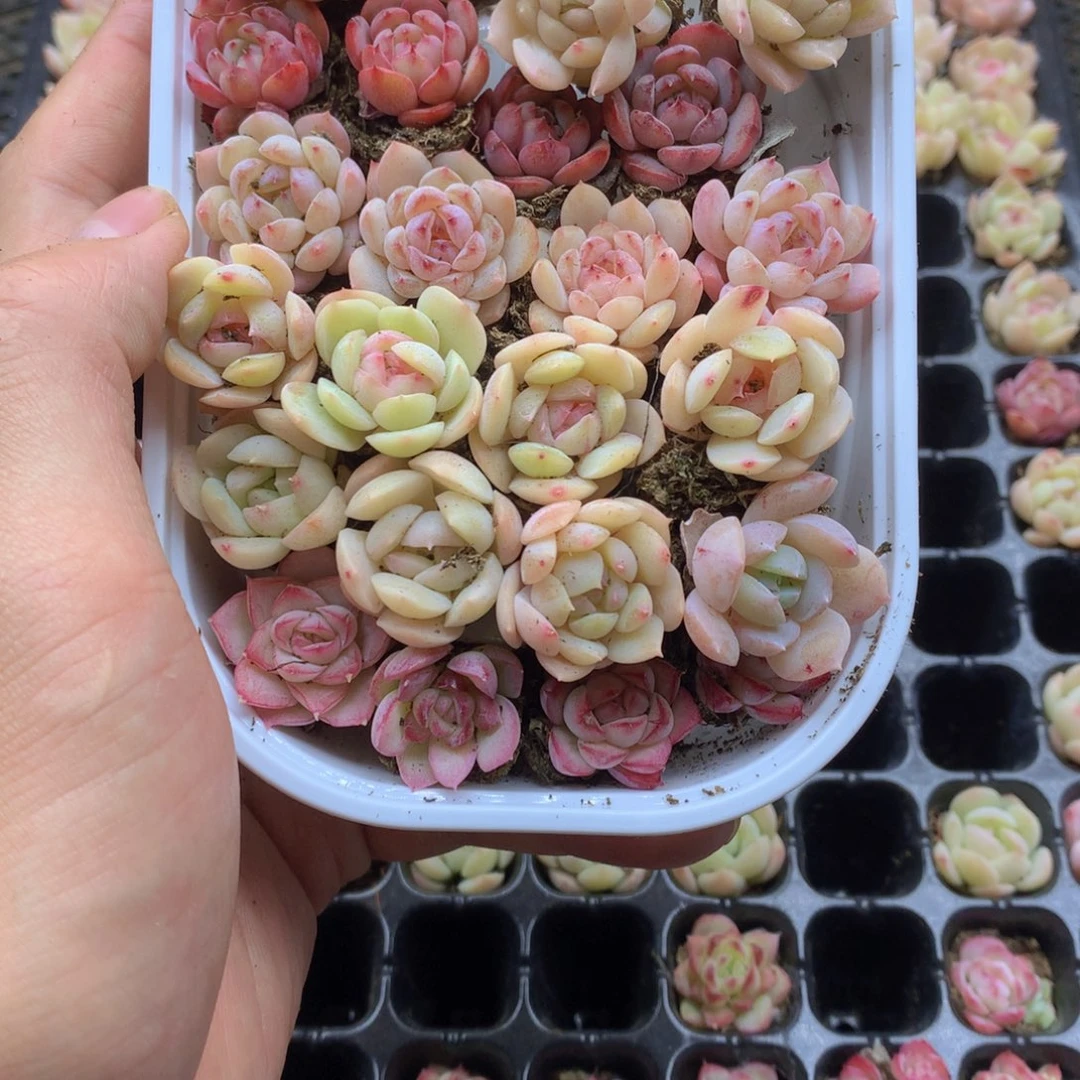 反反复复还是很开心的053