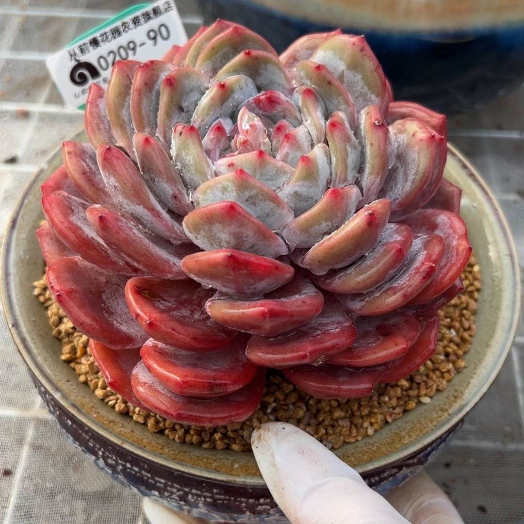 从前慢多肉精选编号0209.90