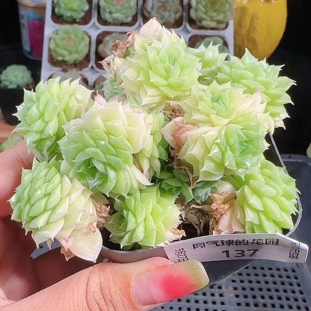 0927-137麦秆优选不包整