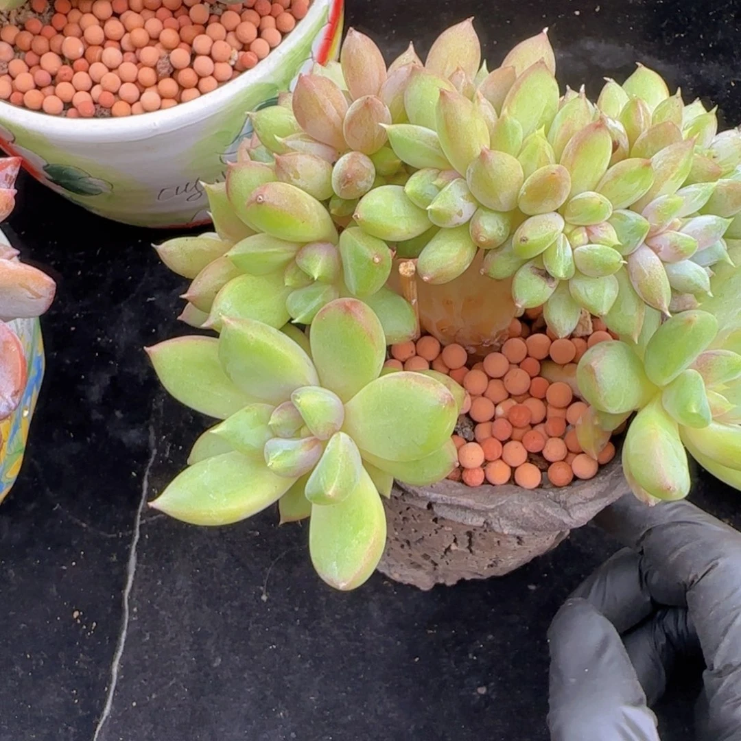 容***韩版红象牙树一颗一颗