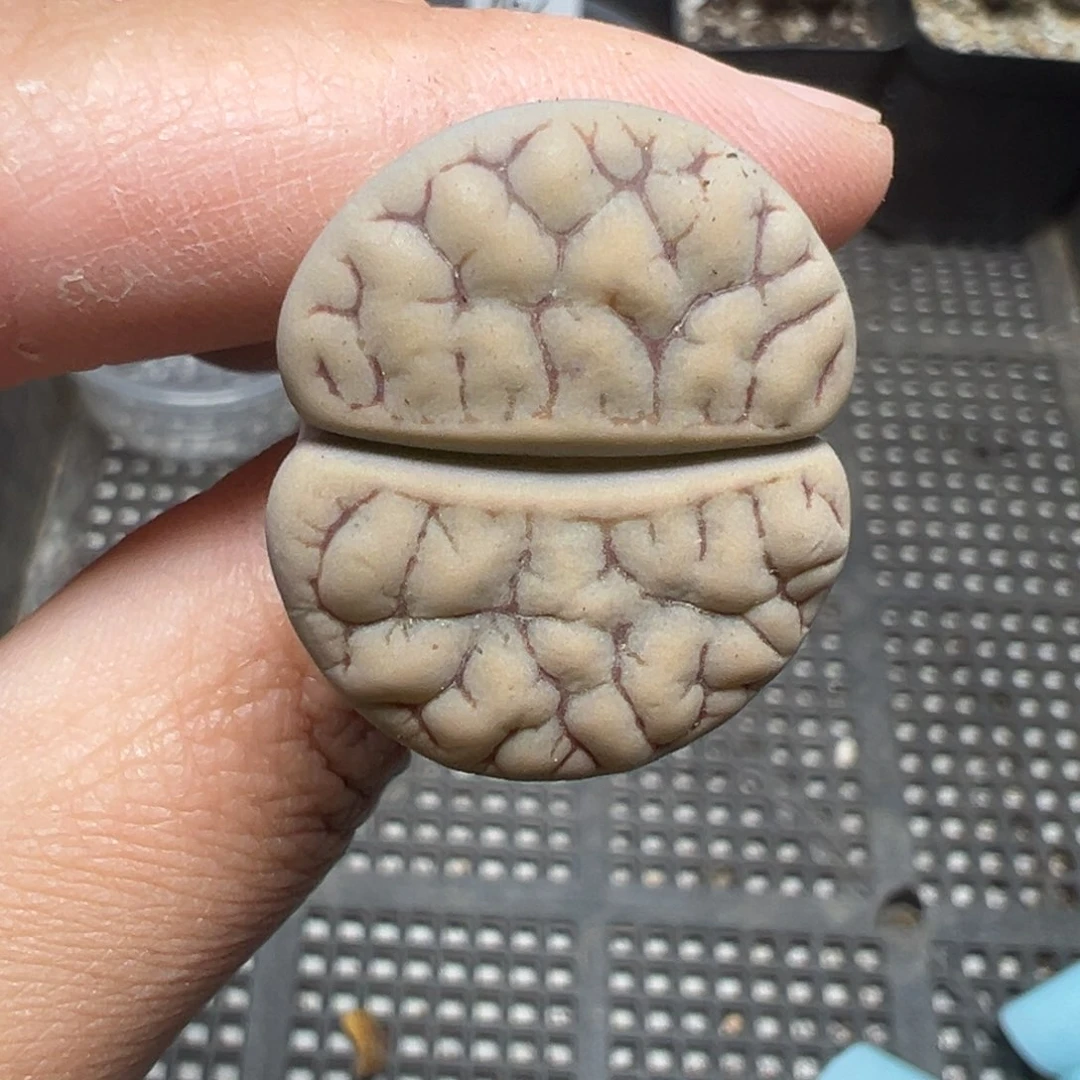 【闪购商品】466。