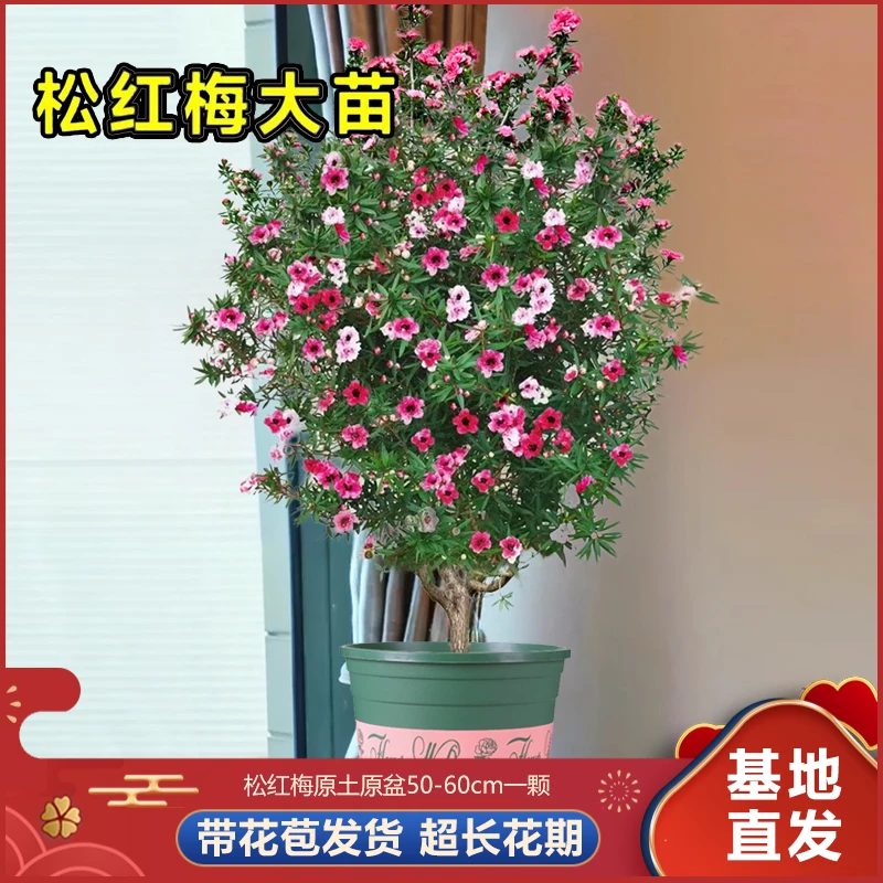 【精品满树花苞】松红梅土培盆栽超长花期一树三色盆景好养花卉绿植
