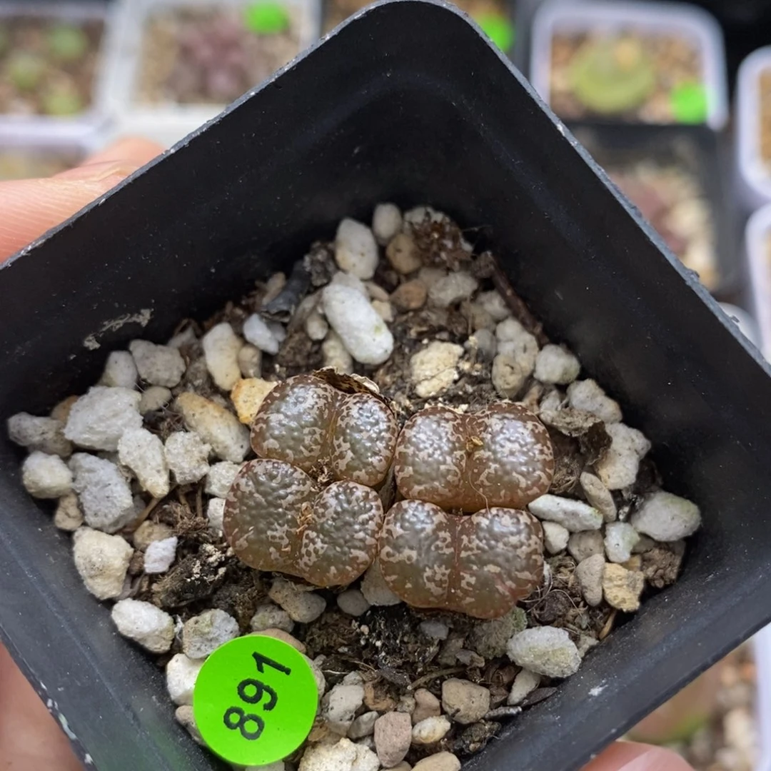 漂亮4头多肉带盆891