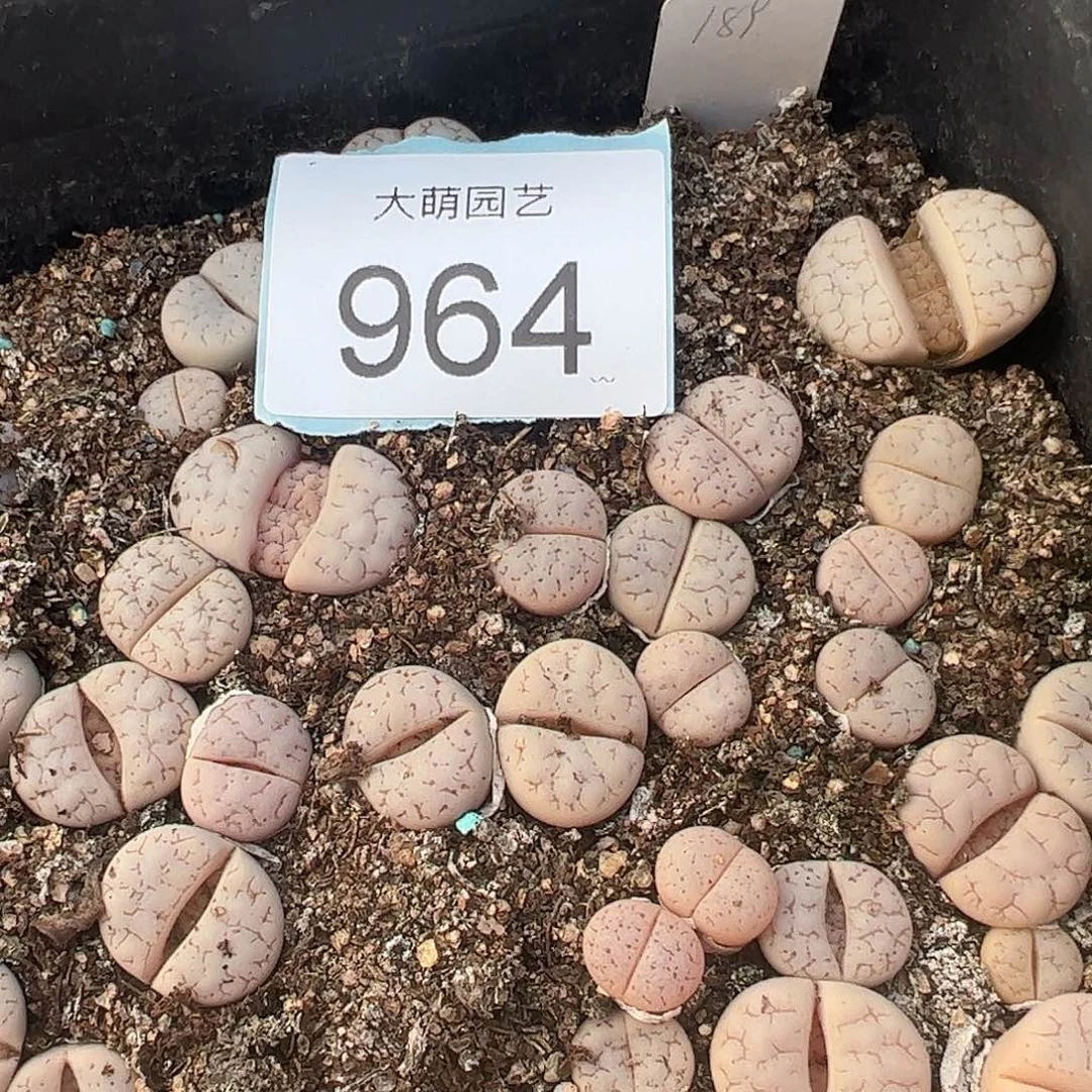 量拍189荒玉3颗一组      964