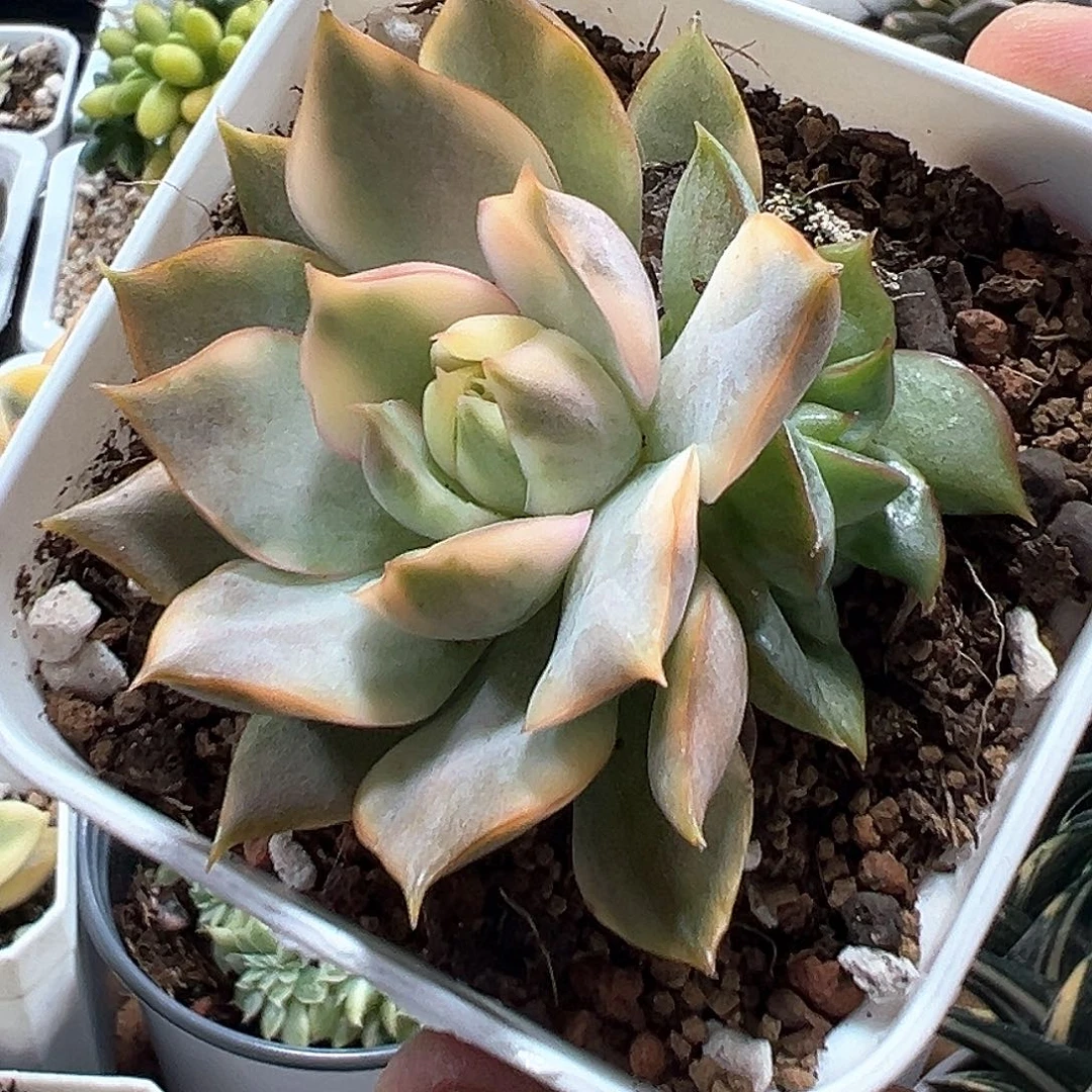 宝莲灯锦 小方花圃一单包邮非偏远