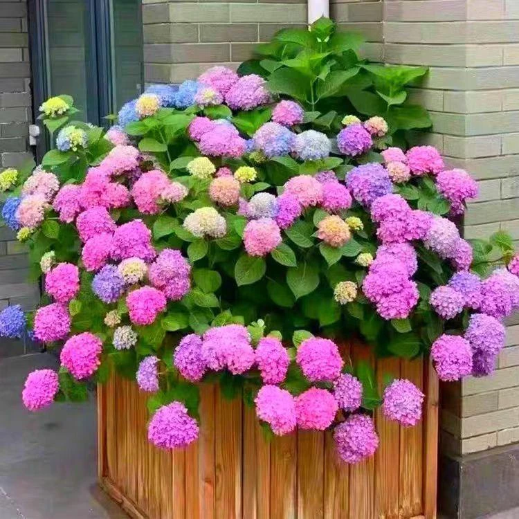 绣球花苗盆栽无尽夏开花好养的花四季不断花卉植物室内阳台好养活
