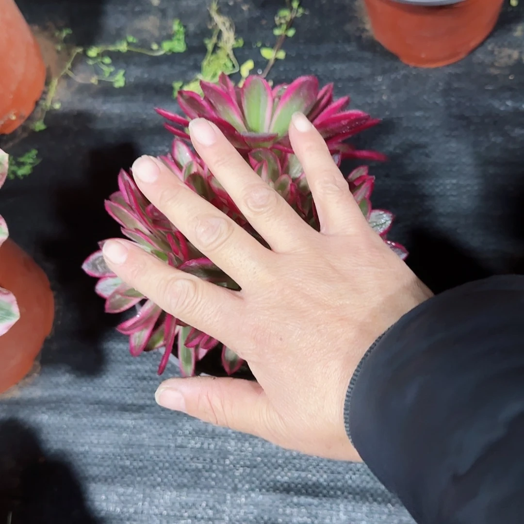 倾城670多肉多肉