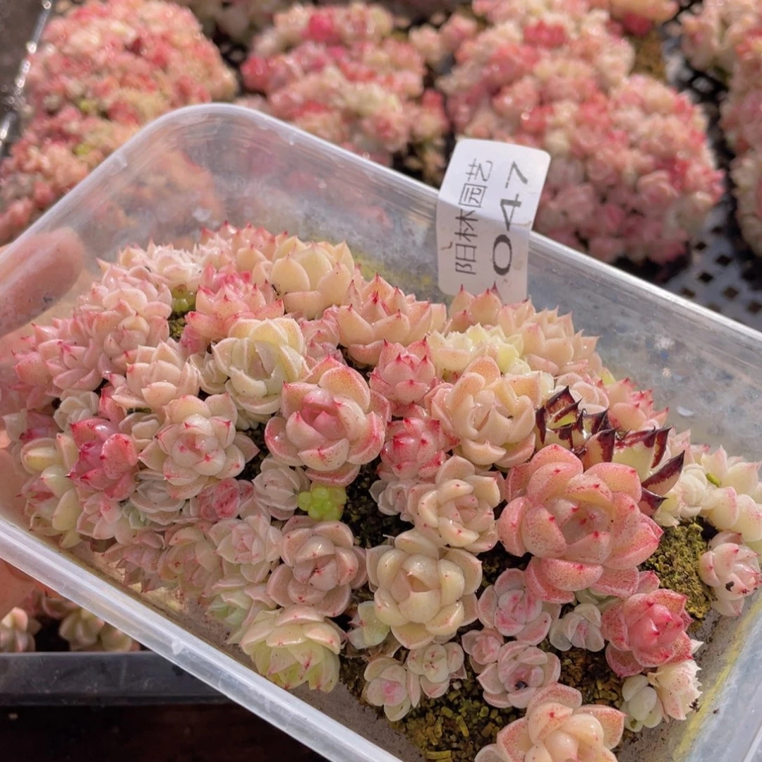 多肉植物多肉植物47