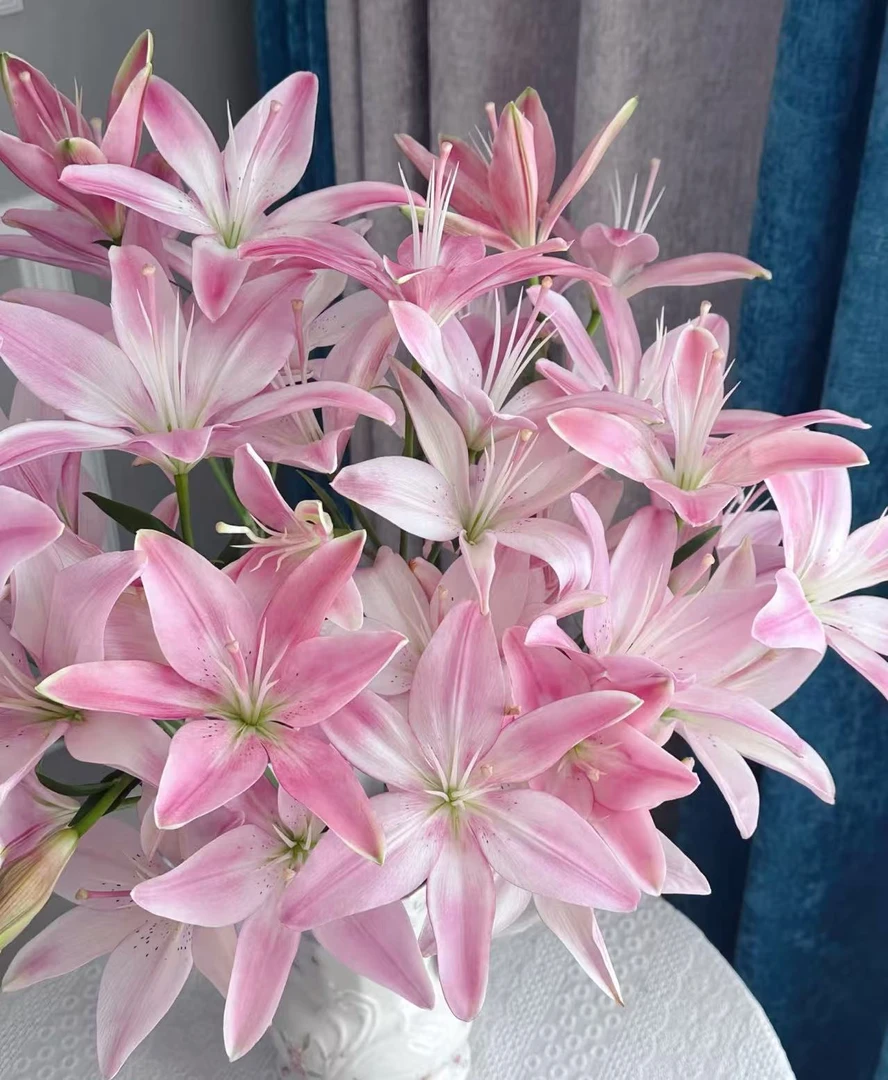 【粉色3头亚百合】云南基地直发顺丰包邮