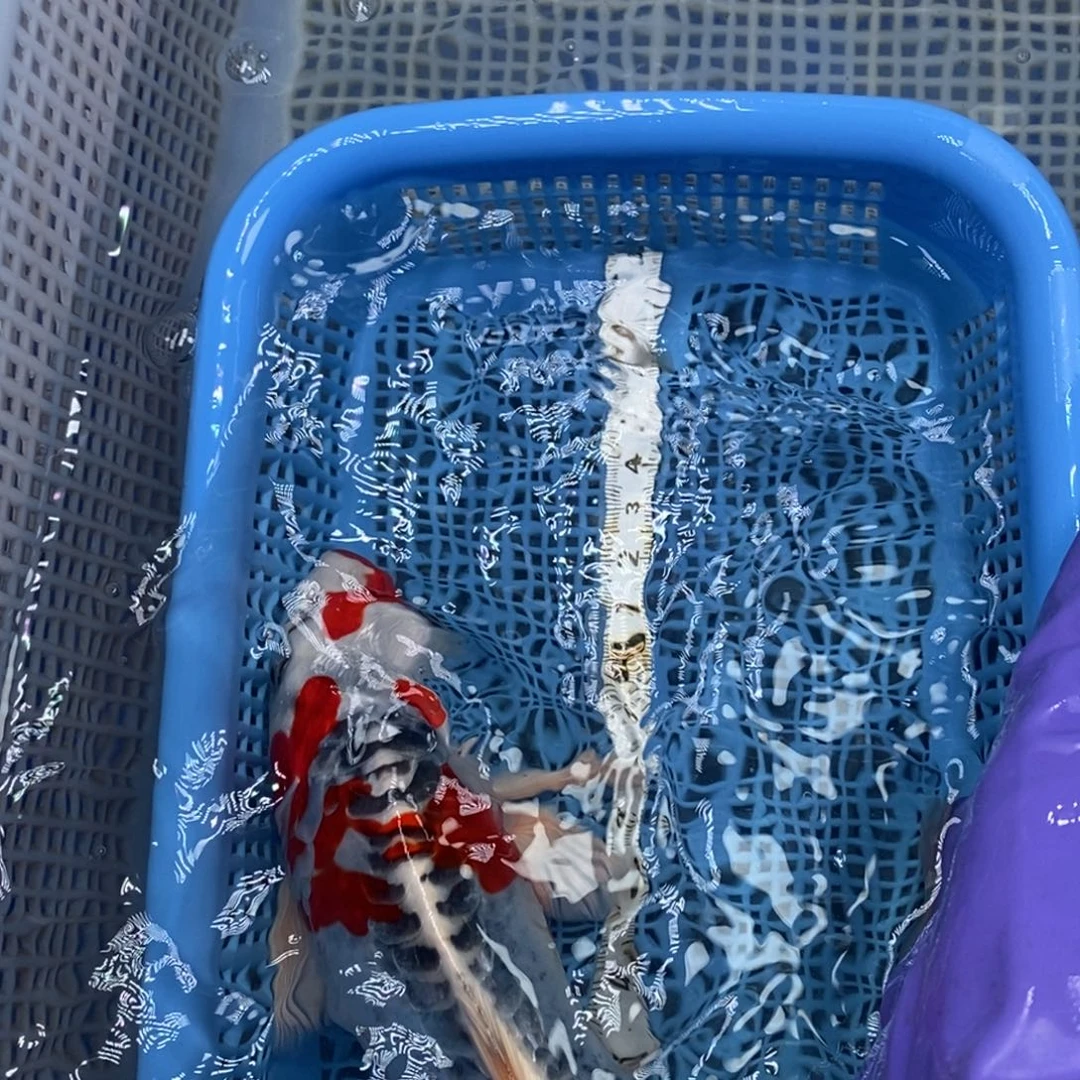 锦鲤冷水锦鲤包邮