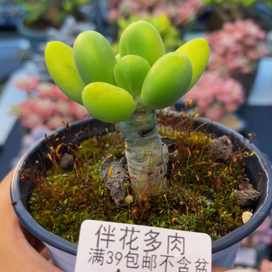 1211-芒果奶多肉4cm