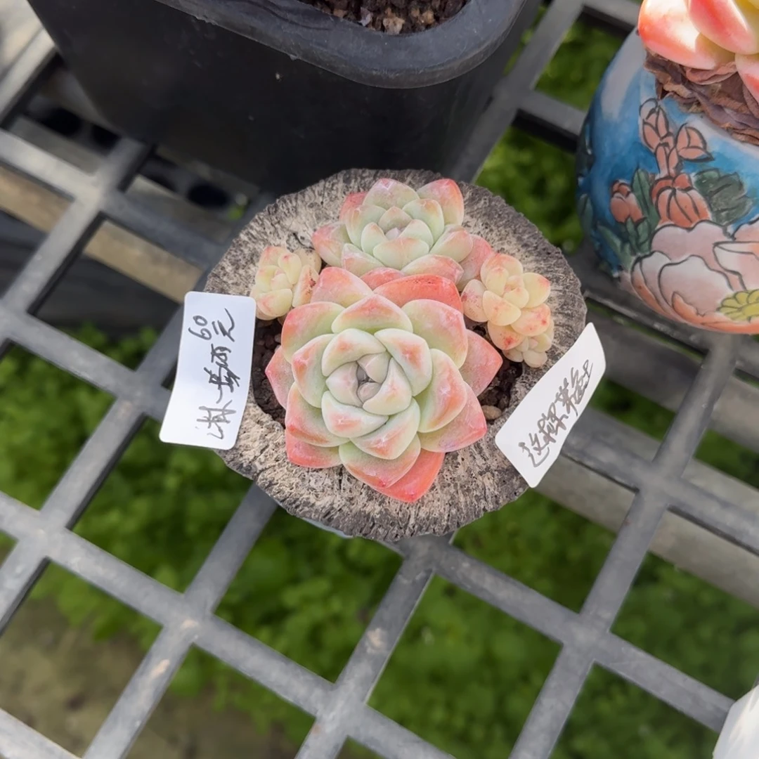 淋一场雨带盆土发货60元