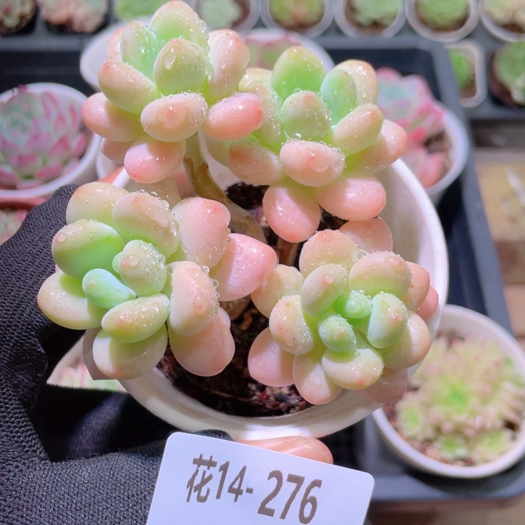 花利美14-276洛可可
