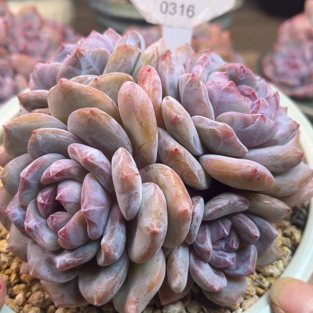 绿底紫心316/12cm4头