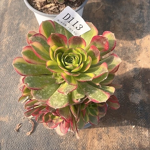 简*113奶白锦多肉法师