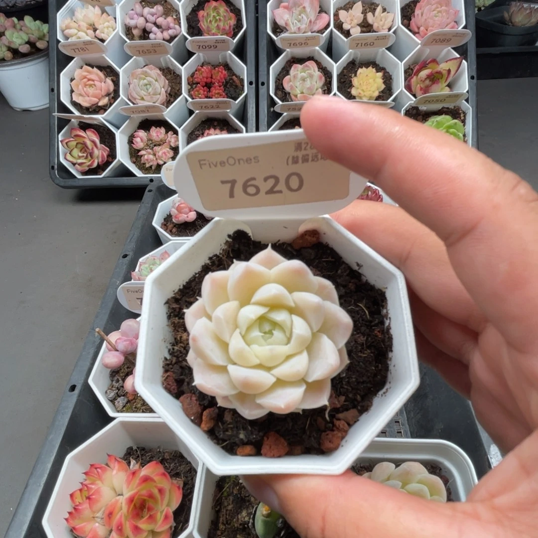 7620白月已4.0厘米