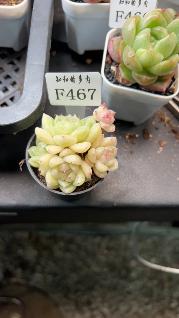 知和的多肉F467专拍链接