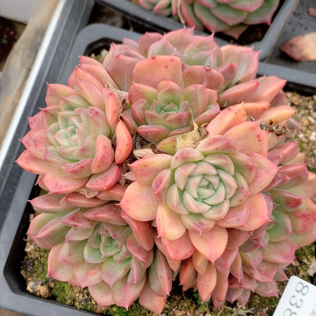 8387杂交多肉植物基地