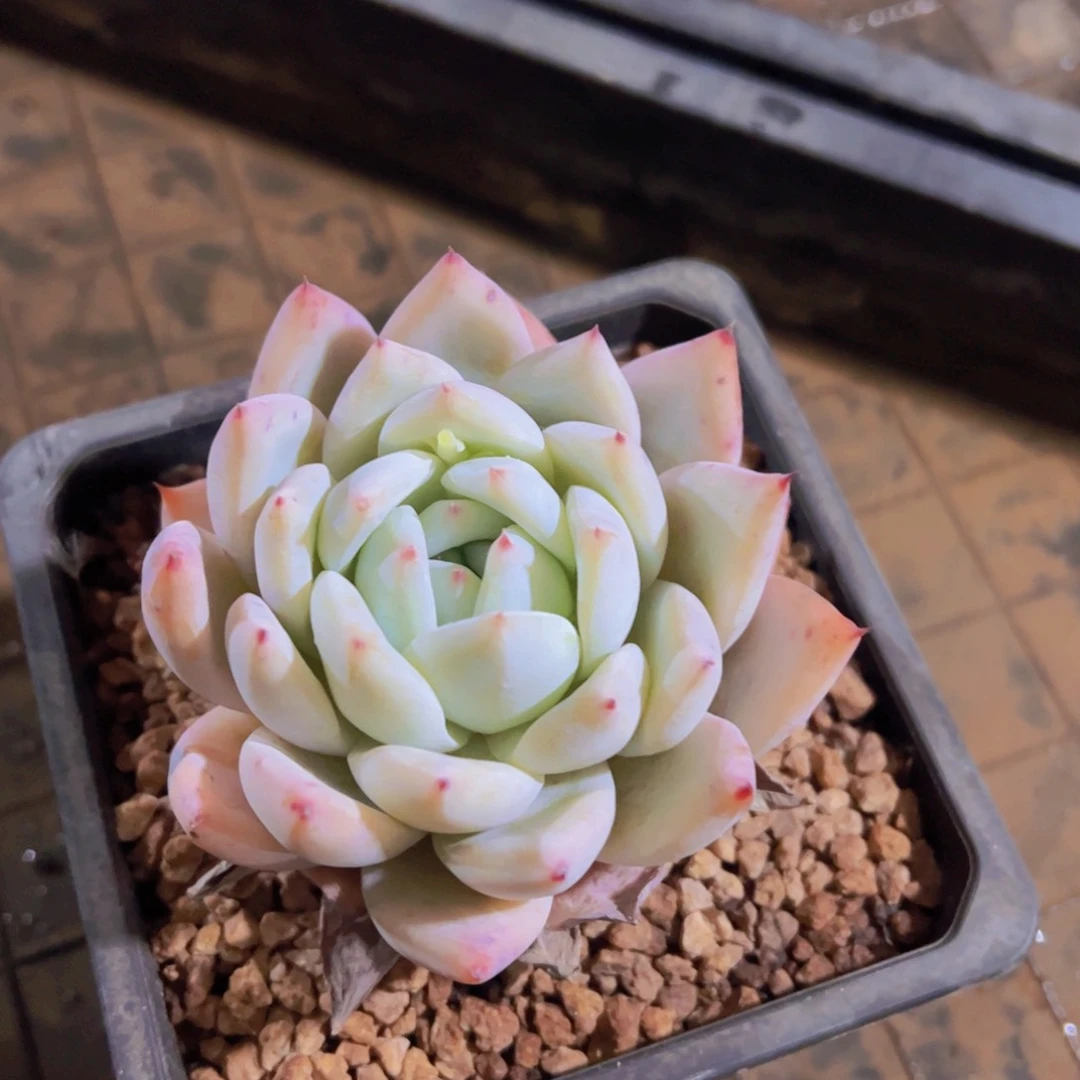 瑶**～北极熊，多肉植物